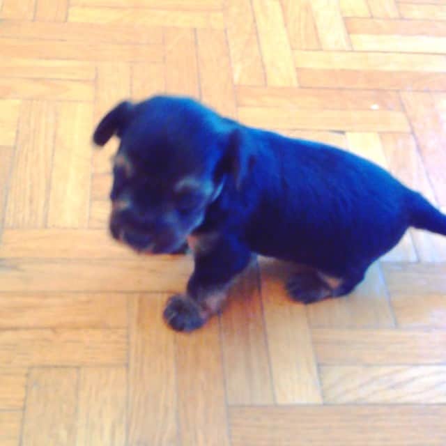 アンジェリーク・アバチキナのインスタグラム：「I found another video of her first steps !!! OMG😍 SO CUTE #cute #dog #puppie #step #firststeps #athome」