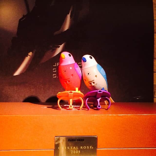 田母神智子さんのインスタグラム写真 - (田母神智子Instagram)「鳥を飼いました。」7月31日 2時31分 - tomokotamogami