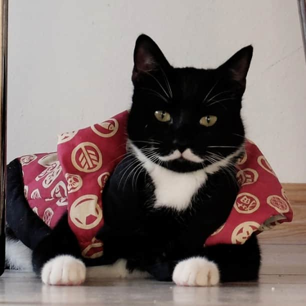 スターリンさんのインスタグラム写真 - (スターリンInstagram)「Trying out the potentially new Red Army uniform. #stalinthecat #Stalin #cats #cat #catsofinstagram #catstagram #mustachecat #mustache #猫 #고양이 #samurai #侍 #stalindono」8月4日 2時57分 - stalinthecat