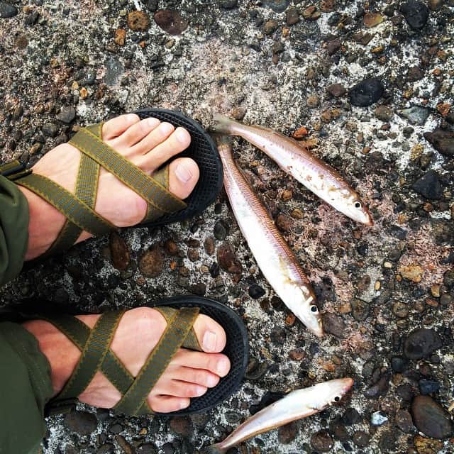 チャコのインスタグラム：「#本日の釣果#キス#新潟#海#天ぷら#Chaco#Zong#釣り」