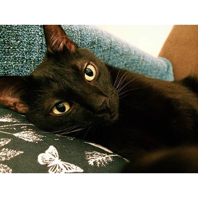 長嶋りあんのインスタグラム：「ご機嫌斜めな旦那。 #blackcat #chelsea #甘えん坊」