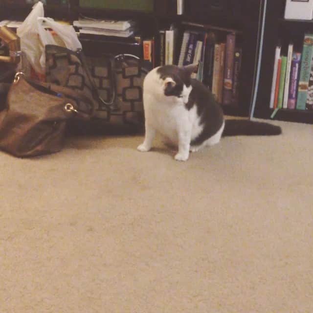 Bob And His Humanのインスタグラム：「My cat can #breakdance If you think this is as epic as #thefriskies then please go vote for him at www.thefriskies.com」