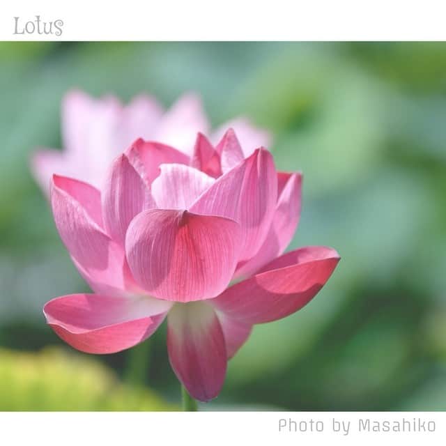 Masaさんのインスタグラム写真 - (MasaInstagram)「* * * 今日、チラッと見に行きましたが、まだ蓮は咲いてますね〜(^^) * 蕾もまだまだあったかな〜(^^) * * * #滋賀 #みずの森 #蓮 #lotus #team_shiga #烏丸半島」8月16日 1時08分 - masa_nikonist