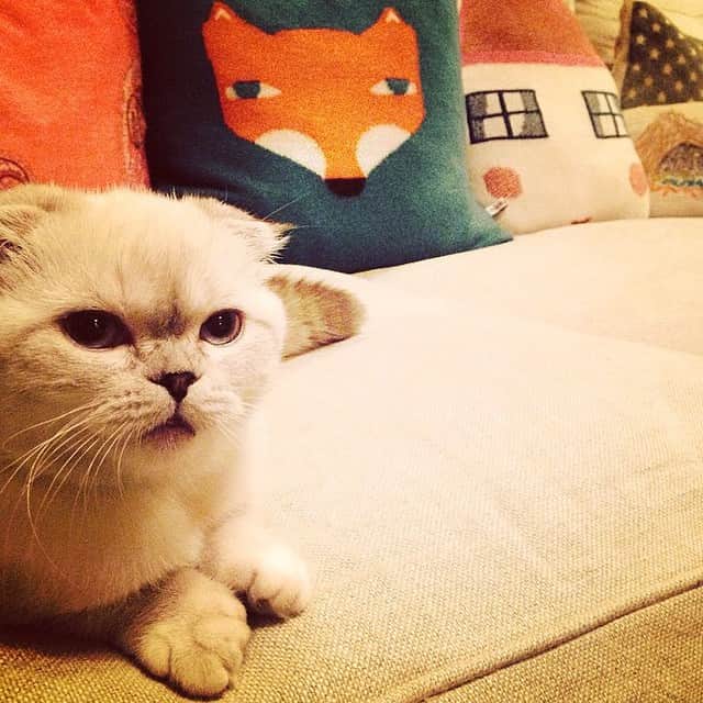 のインスタグラム：「@ingridmichaelson calls this "Cat and Fox".」