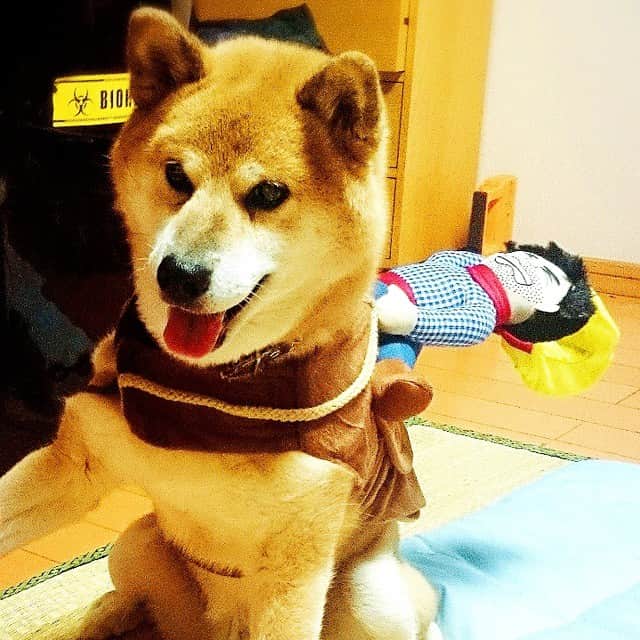 大和田健介のインスタグラム：「おはよう、ぺろ　。#pero#shibainu#大和田健介  #アソビバ #studiokensuke #アソビバTOYSCAFE」