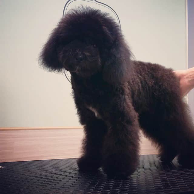 MissBIBIのインスタグラム：「久々の更新です！ 初来店Leiくん。５ヶ月のパピーです♪  He is Lei, poodle, Five months.」