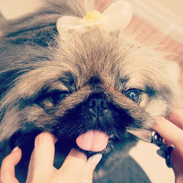 MissBIBIのインスタグラム：「お馴染みナナちゃん。 頭のリボンがキュート(*^^*) #ペキニーズ #トリミング #bibi #cute #petsalon」