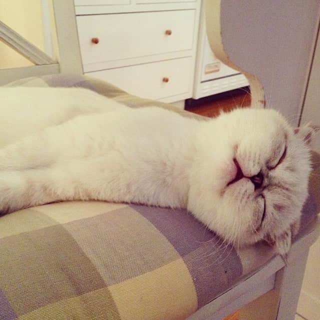 オリビア・ベンソン（テイラースウィフト）のインスタグラム：「@taylorswift care to join for a zzzzz?」