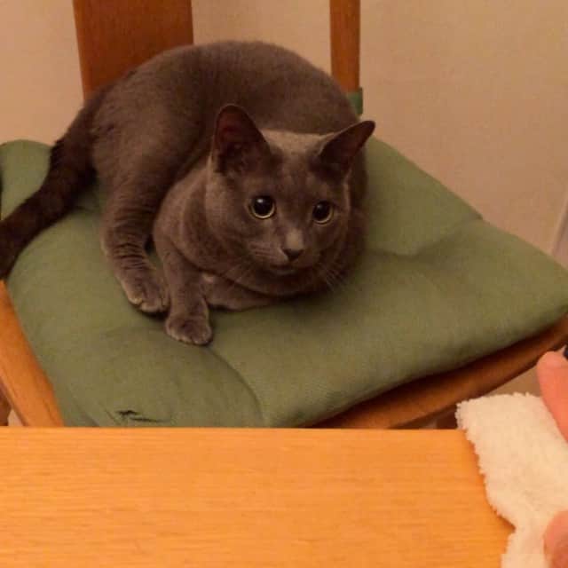 ミーちゃんのインスタグラム：「右、左、右、左、右、、、#cat #猫 #catsofinstagram #catstagram #neko #グレ猫倶楽部 #russianblue」