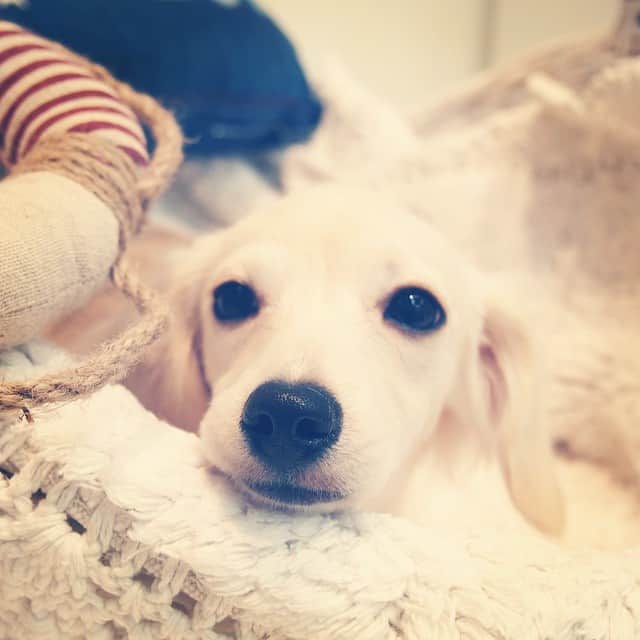 MissBIBIのインスタグラム：「アリスちゃん♡初のシャンプーどうだったかな？  #bibi #trimming #petsalon #dog #初めてのシャンプー #instadog」