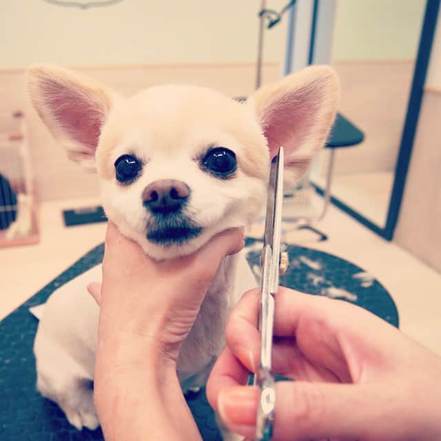 MissBIBIのインスタグラム：「ランちゃん^^ スムースチワワに変身！  She is ''Ran'', Chihuahua, looks like smooth^^」