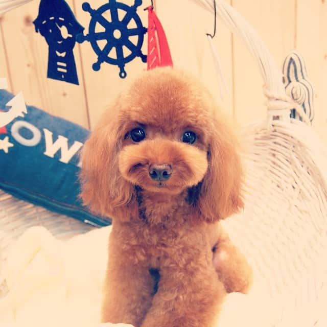 MissBIBIのインスタグラム：「アンジェリーナちゃん♡中目黒のFさんから来てくださいました^^ 担当・西谷  She is "Angelina'',poodle, too small. #trimming #petsalon #bibi #poodle #プードル #キュート」