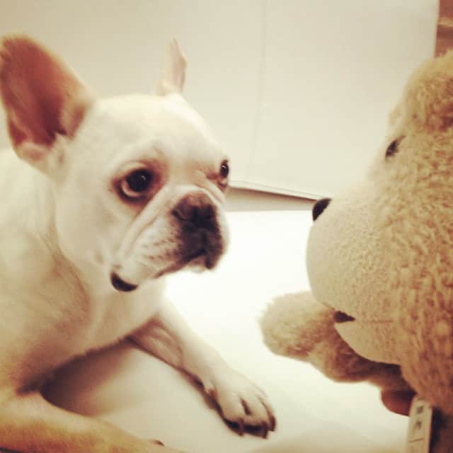 川原亜矢子のインスタグラム：「private meeting #dog #frenchbull #teddybear #ted #favorite #like #love #funny #犬 ＃フレンチブル #テッド #お気に入り #川原亜矢子 #yojinsa #ヨジンサ」