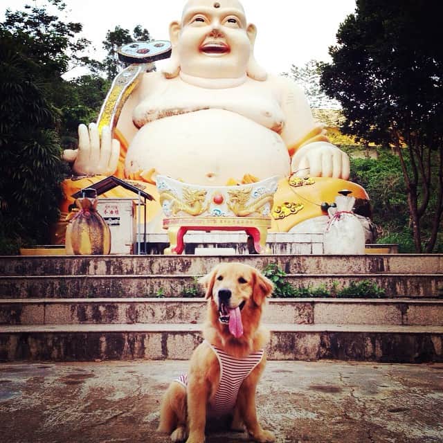 tamatamagoさんのインスタグラム写真 - (tamatamagoInstagram)「ママ〜、こんなところにおデブしゃんが！近所のお寺にて😊#goldenretriever #dog #ゴールデンレトリバー #犬 #instagolden」8月30日 17時22分 - tamatamago