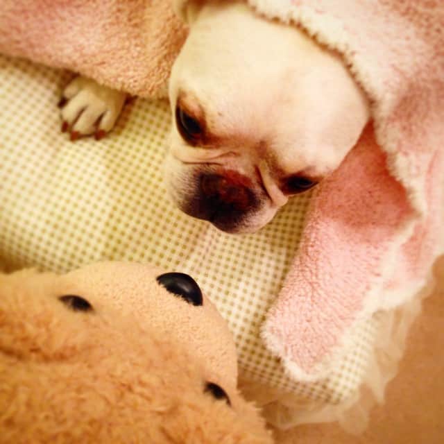 川原亜矢子のインスタグラム：「Wake Up !  #dog #frenchbull #favorite #funny #love #ted #morning #犬 #フレンチブル #お気に入り #テッド #朝 #川原亜矢子#yojinsa #ヨジンサ」