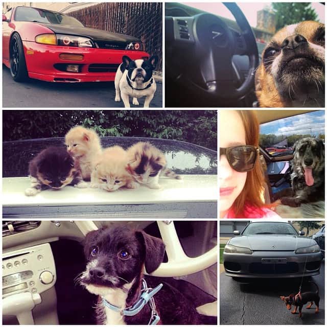 Nissanさんのインスタグラム写真 - (NissanInstagram)「We know you love your #Nissan and now we know you love your pets. Here are some of our favorites from this week's #ThisIsMyNissan challenge thanks to @scarlet_z33, @cherrydarling240, @tigerbaps, @jayceeeeee, @cshitz and @austinb19.」9月2日 5時13分 - nissan