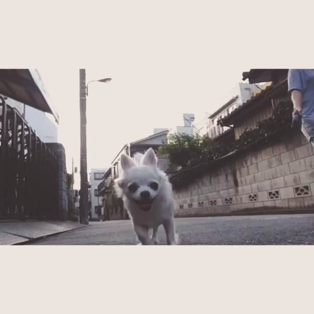 のインスタグラム：「Abby walking🐾🐾🐾」