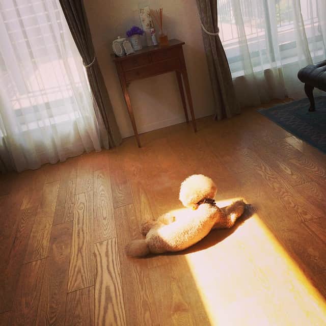 吉田美紀さんのインスタグラム写真 - (吉田美紀Instagram)「たそがれメルくん♡ 日向ぼっこが好き…♥︎ #トイプードル #黄昏れ」10月8日 12時26分 - miki__yoshida