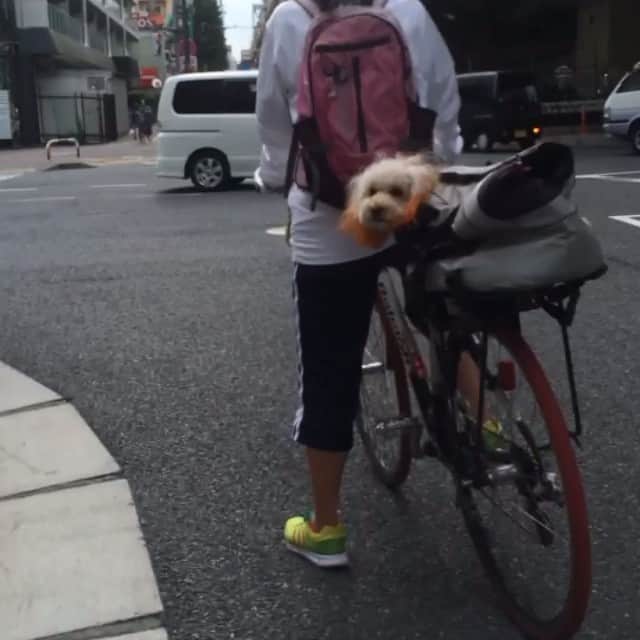 松谷ヒロキのインスタグラム：「ワンちゃん！ #hyperlapse」