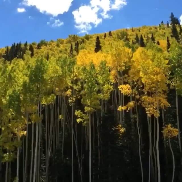 Cole Riseのインスタグラム：「flying through the canopy on telluride public transit, a year-round gondola that zips you into town. (iPhone 6 Plus + Hyperlapse + music by Shane Carruth)」