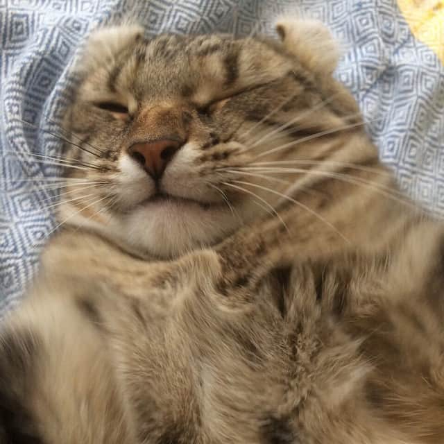 Bambiのインスタグラム：「Selfie😼✌️」