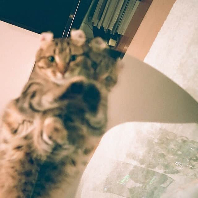 Bambiのインスタグラム：「そういえばママに写真とってもらったんだ😼✨✨✨」