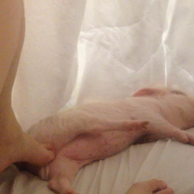 Barbie The Pigのインスタグラム：「- I love It mommy.... 🙈🙈🙈 #baby #barbiethepig #barbiepig #love #pig #piggy #miniporco #minipig #micropig #instapig #cute #amor #brazil #sweetdreams #pigsofinstagram #pigsofig #petsgram #instapet #teacuppig #pigsofig #piggybut #porco #leitão #mypig #teacuppig」