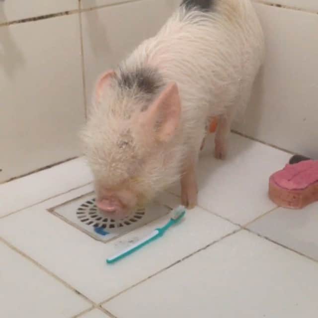 Barbie The Pigのインスタグラム：「- Sleeping in my bathtime 🚿🚿🚿🚿! #bathtime #baby #barbiethepig #barbiepig #love #pig #piggy #miniporco #minipig #micropig #instapig #cute #amor #brazil #sweetdreams #pigsofinstagram #pigsofig #petsgram #instapet #teacuppig #pigsofig #piggybut #porco #leitão #mypig #teacuppig」