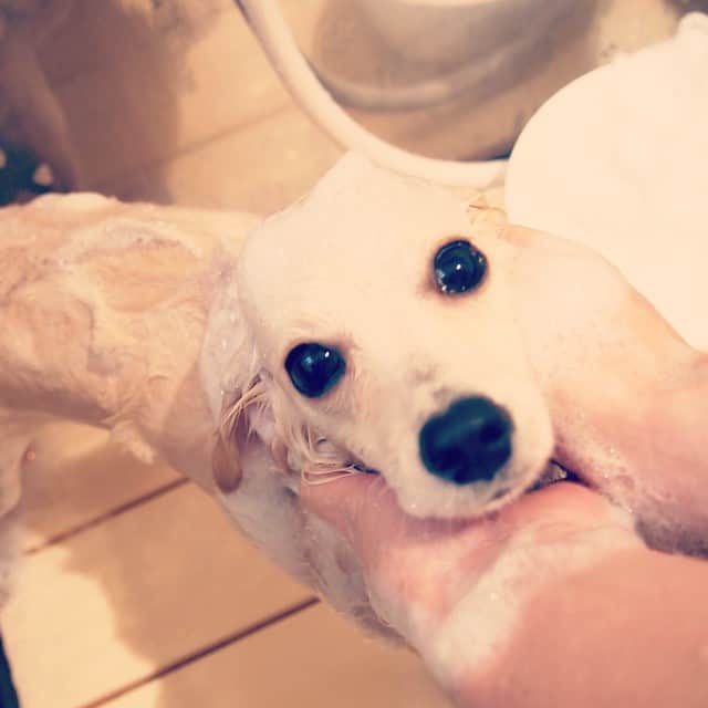 MissBIBIのインスタグラム：「メルちゃん♡つぶらな瞳がキュート！  #trimming #instadog #dog #犬バカ部 #ダックス #missbibi #ミスビビ」