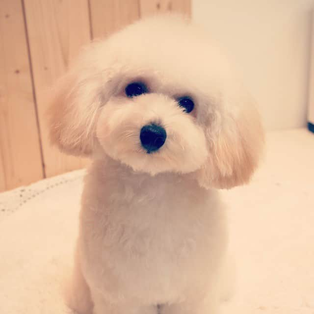 MissBIBIのインスタグラム：「ふわふわモモちゃん♡カメラをじっと見つめてお利口さん♪  #instadog #poodle #trimming #petsalon #missbibi #プードル」