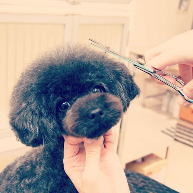 MissBIBIのインスタグラム：「ノアちゃん♡ホテルもトリミングも頑張り屋さん♪  #poodle #trimming #instadog #missbibi #トリミング #プードル」