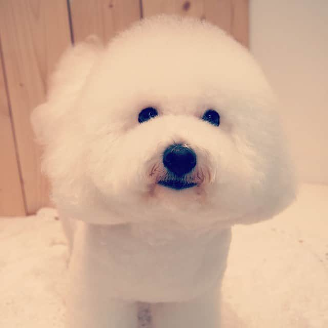 MissBIBIのインスタグラム：「ビションのムエアちゃん♥ふわふわサラサラ♪  #instadog  #trimming #ビションフリーゼ #missbibi #bishionfrise #ふわふわ」