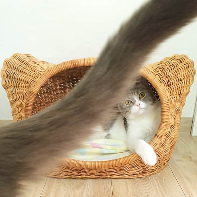 ギモのインスタグラム
