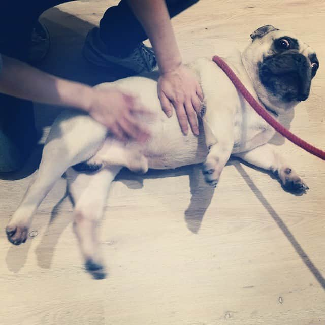 MissBIBIのインスタグラム：「フレンチブルドッグのティムくん♡シャンプーして匂いすっきり！  #trimming #instadog #dog #missbibi #すっきり #petsalon」