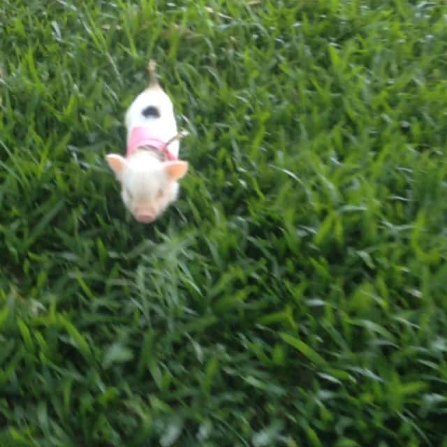 Barbie The Pigのインスタグラム：「- I'm so fast! 😂😂😂#tbt  #baby #barbiethepig #barbiepig #love #pig #piggy #miniporco #minipig #micropig #instapig #cute #amor #brazil #sweetdreams #pigsofinstagram #pigsofig #petsgram #instapet #teacuppig #pigsofig #piggybut #porco #leitão #mypig #teacuppig」