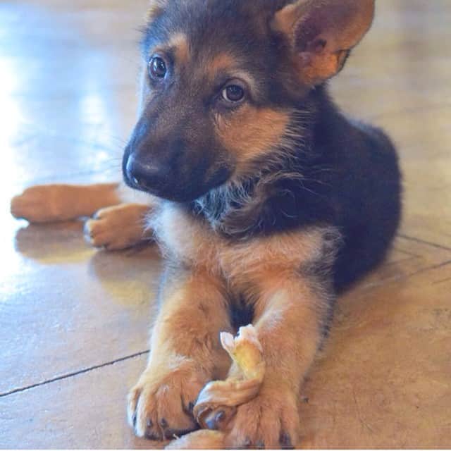 デニス・ミラーニのインスタグラム：「Luke🐾#gsd」