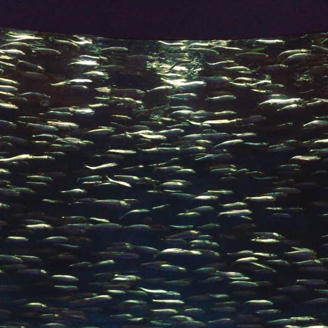 川原亜矢子のインスタグラム：「Schooling Sardine 鰯の群泳 #montery #califorenia #usa #aquarium #seawater #sardine #モントレー #カリフォルニア #アメリカ #水族館 #鰯」