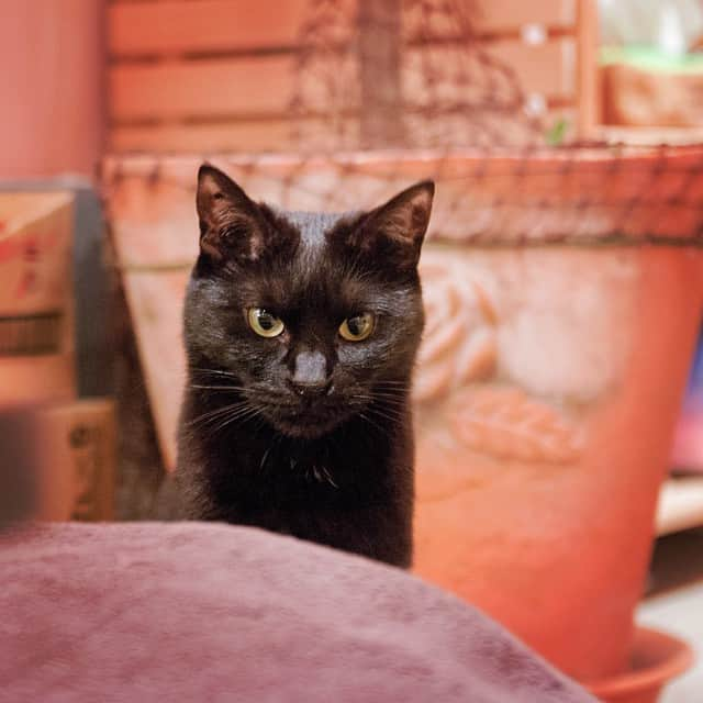 w＠sabiのインスタグラム：「Cat cafe Cateriam "Coco" #blackcat #chatnoir #catsofinstagram #catstagram #instacat #catcafe」