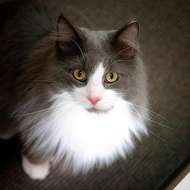 w＠sabiのインスタグラム：「"Tateha" #norwegianforestcat」