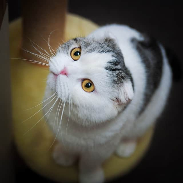 w＠sabiのインスタグラム：「"Saku" #scottishfold」