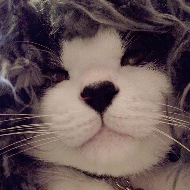 のインスタグラム：「またアフロ。いや、貴族か？音楽家？  #cat #猫 #はちわれ #ねこ #catstagram #猫部 #instacat #instacats #petstagram #ネコ #ハチワレ #photocat #ilovecat #cat_features #catsofinstagram #friends_igcats #jj_justcats #ig_catclub #ふわもこ部 #catsrequest #7catdays #ptk_pets #catlover #bestmeow #instagramcats #instacat_meows  #icu_topcatbreeds #ig_closeups」