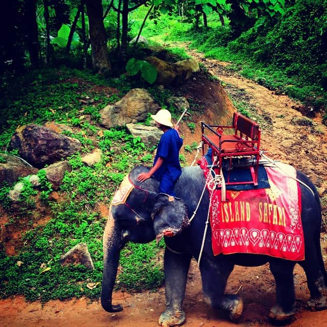 藤巻紗月さんのインスタグラム写真 - (藤巻紗月Instagram)「ほんの少し観光できました。人生初の象さん🐘🐘#phuket」11月9日 20時37分 - satsuki_48fuj