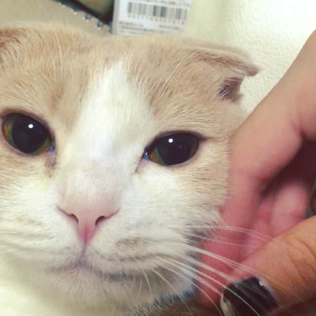 mimeiのインスタグラム：「世界一幸せネコ #おにゃすみ Happiest Cat in the World 😽」
