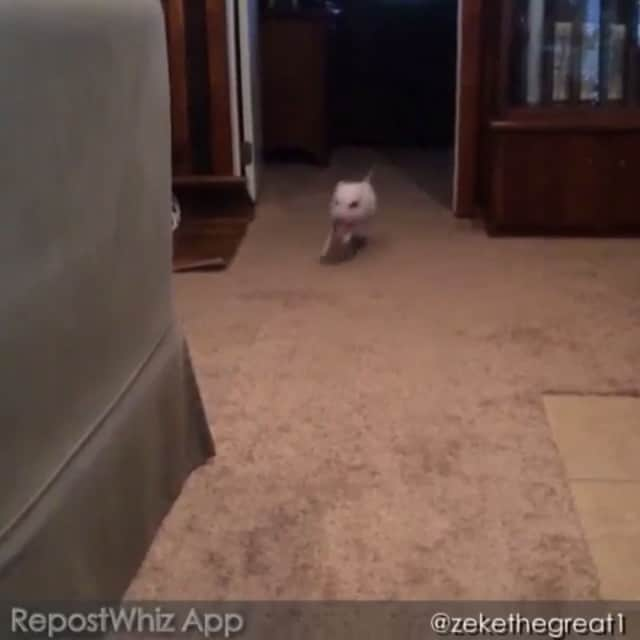 Barbie The Pigのインスタグラム：「- You is soo fast 😱😱😱😱😱 Good job little @zekethegreat1 !  #baby #barbiethepig #barbiepig #love #pig #piggy #miniporco #minipig #micropig #instapig #cute #amor #brazil #sweetdreams #pigsofinstagram #pigsofig #petsgram #instapet #teacuppig #pigsofig #piggybut #porco #leitão #mypig #teacuppig」