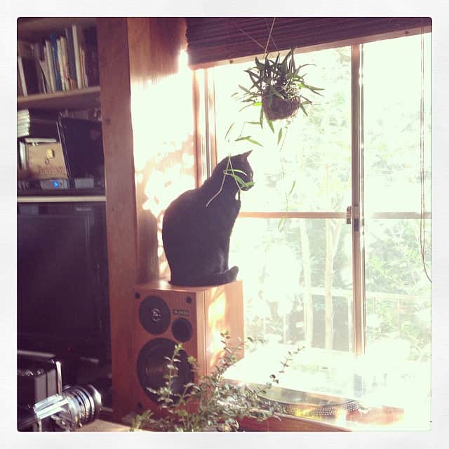 志摩有子さんのインスタグラム写真 - (志摩有子Instagram)「念願の企画が実現‼︎素晴らしいひとときに感謝。毛玉ちゃんにも会えました♡ #HERS #magazine #shooting #thankyou #黒猫 #美猫」11月15日 16時42分 - ariko418