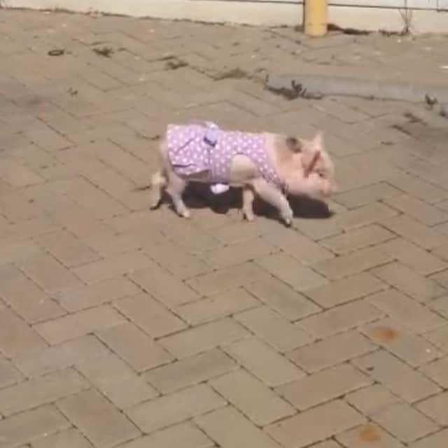 Barbie The Pigのインスタグラム：「- 👯👯👯👯 #baby #barbiethepig #barbiepig #love #pig #piggy #miniporco #minipig #micropig #instapig #cute #amor #brazil #sweetdreams #pigsofinstagram #pigsofig #petsgram #instapet #teacuppig #pigsofig #piggybut #porco #leitão #mypig #teacuppig」