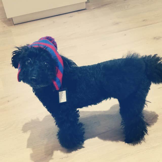 MissBIBIのインスタグラム：「冬に備えてフードをかぶってみました♡スタッフ犬ベリー  #instadog #berry #missbibi #dogfashion #かわいい」