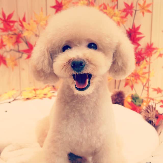 MissBIBIのインスタグラム：「初来店のダッフィーくん♪ 可愛い笑顔を見せてくれました！  He is ''Duffy'', Toypoodle. his smile is so cute💕 #trimming #instadog #missbibi #toypoodle #トリミング #ふわふわ」