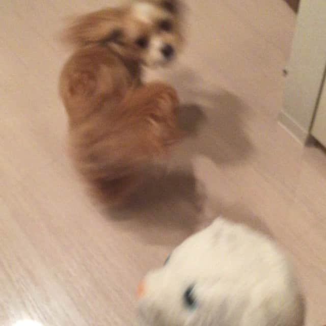 Naomiのインスタグラム：「🐶💮これ一生続く😂#dog」