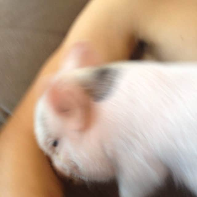 Barbie The Pigのインスタグラム：「I love you daddy ❤️❤️❤️❤️ #baby #barbiethepig #barbiepig #love #pig #piggy #miniporco #minipig #micropig #instapig #cute #amor #brazil #sweetdreams #pigsofinstagram #pigsofig #petsgram #instapet #teacuppig #pigsofig #piggybut #porco #leitão #mypig #teacuppig」